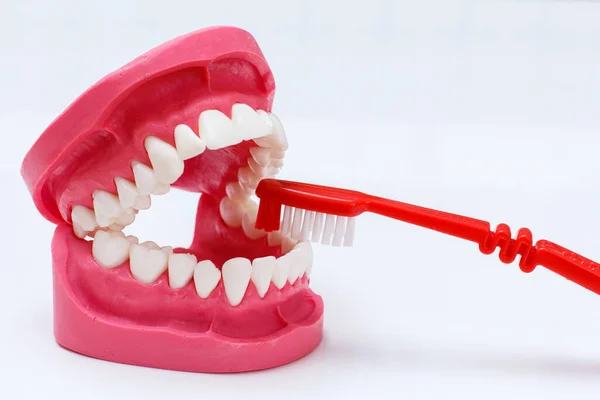 Cepillo de dientes y disposición de la mandíbula humana sobre el fondo blanco. — Foto de Stock