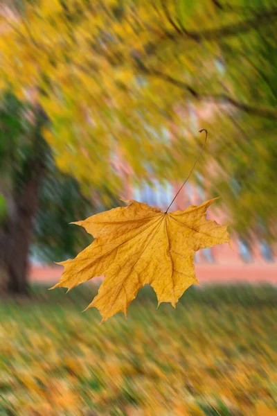 Feuille Érable Jaune Avec Des Arbres Des Feuilles Tombées Sur — Photo