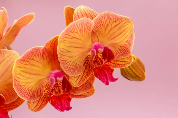 Detailní Záběry Pupeny Oranžové Orchideje Květiny Růžovém Pozadí — Stock fotografie