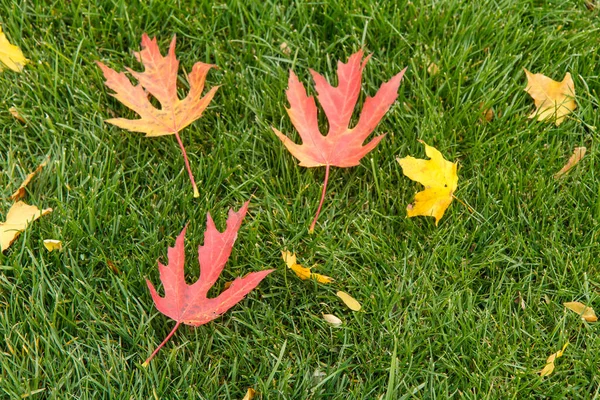 Folhas Vermelhas Amarelas Caídas Grama Verde Parque Outono Tema Outono — Fotografia de Stock