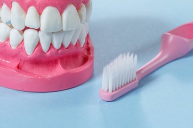 Arkaplanda bir diş fırçası ve bir insan çene düzeninin yakın görüntüsü.