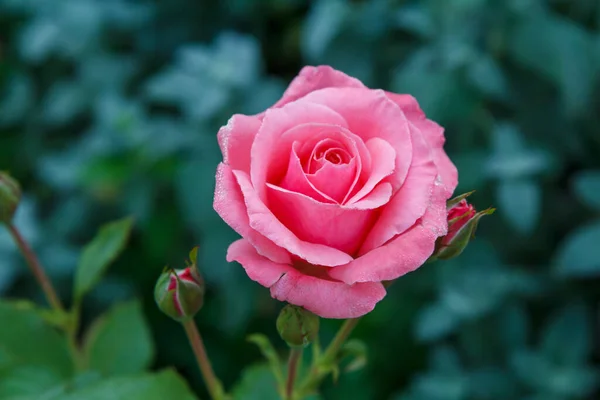 Brote Rosa Rosa Con Gotas Agua Creciendo Jardín Profundidad Superficial — Foto de Stock