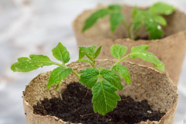 Toprakta taze domates tohumu olan bir karton kutuyu yakın plan. Sebze yetiştiriyorum. Sığ alan derinliği.