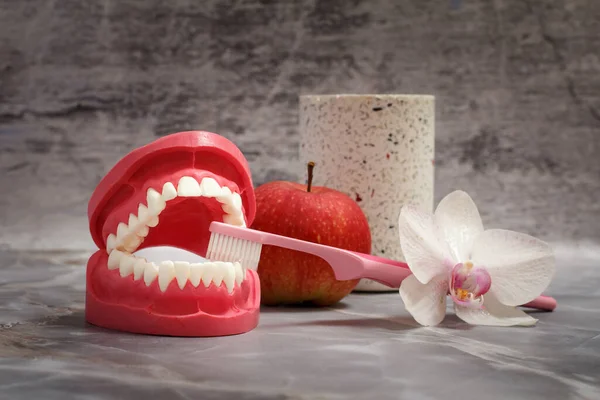 Układ Szczęki Ludzkiej Szczoteczka Zębów Jabłko Szarym Tle — Zdjęcie stockowe