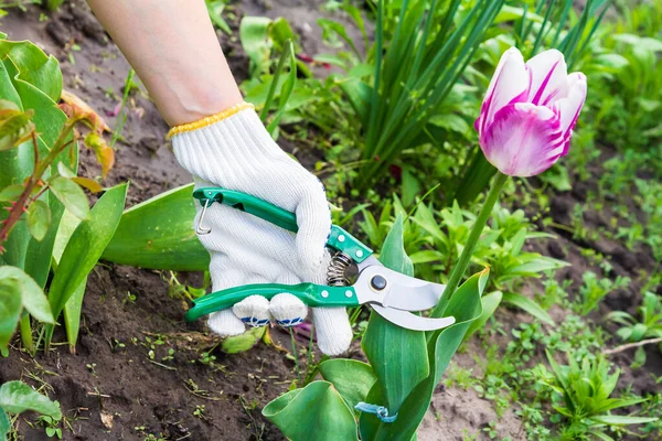 Jardineiro Cuida Jardim Mão Mulher Uma Luva Com Uma Poda — Fotografia de Stock