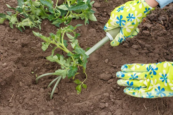 Γυναίκα Κηπουρός Γάντια Φύτευση Φυτών Τομάτας Στο Έδαφος Του Κήπου — Φωτογραφία Αρχείου