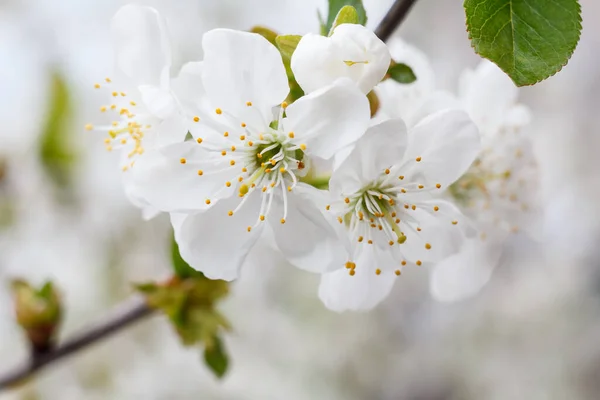 Ramo Close Uma Cerejeira Período Floração Primavera Com Fundo Natural — Fotografia de Stock