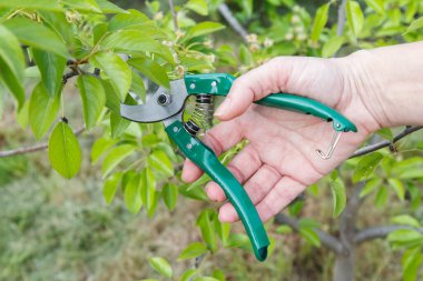 Dişi çiftçi bahçeyle ilgileniyor. Bahar ağaçları budanır. Armut ağacının uçlarında budama makası olan bir kadın. Bahçe araçları.