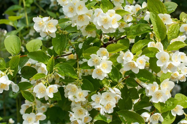 Blooming Jasmine Bush Summertime Green Leaves — Stock Photo, Image