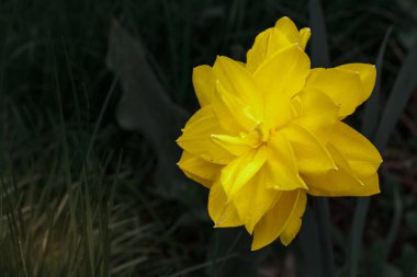 Narcissus çiçeği. Bahçede yetişen nergis çiçeğinin güzel sarı çiçeği ve arka planda yeşil çimenler. Sığ alan derinliği.