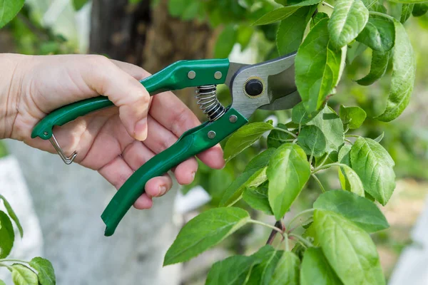 Agricultora Cuida Jardim Poda Primavera Árvores Fruto Mulher Com Uma — Fotografia de Stock