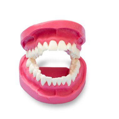 Beyaz arkaplan üzerinde bir insan çene düzeni yakın görünüm.