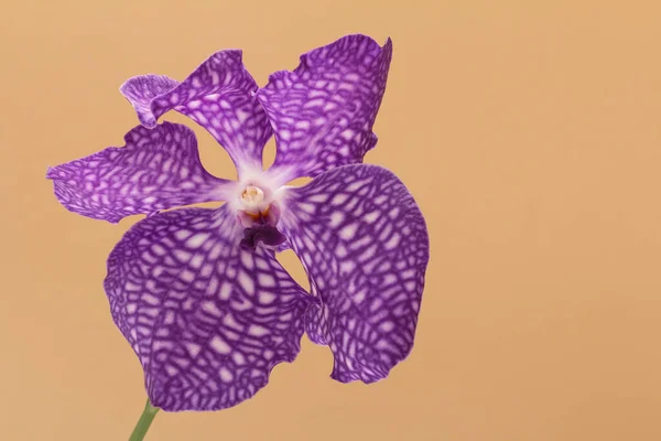 Orchidej květina bud na béžovém pozadí — Stock fotografie