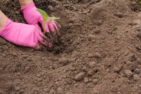 Lateks eldivenli kadın bahçıvanın elleri bahçenin toprağına dolma biber tohumu ekiyor. Sebze yetiştirme.