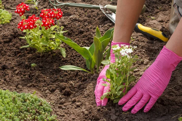 Jardineiro Está Plantando Flores Brancas Verbena Cama Jardim Organização Cama Fotografias De Stock Royalty-Free