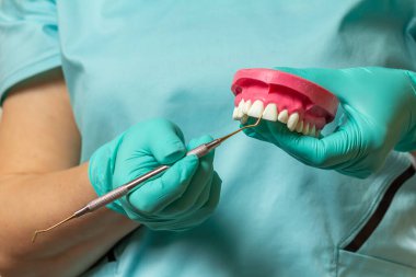 Diş hekiminin ellerinin lateks eldivenlerle yakın plan görüntüsü, insan çenesi yapısı ve diş yenileme aleti. Tıbbi araçlar konsepti.