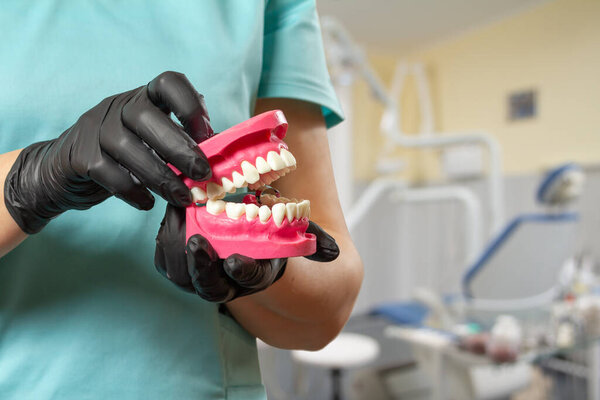 Dentist with a layout of the human jaw in the clinic.