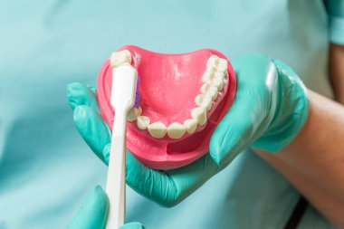 Bir dişçinin elinin insan çene düzeni ve diş fırçasıyla yakın görüntüsü.