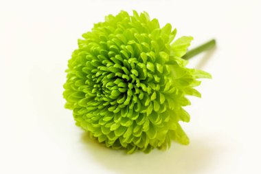 Beyaz arkaplanda yeşil bir kasımpatı başı yakın plan..