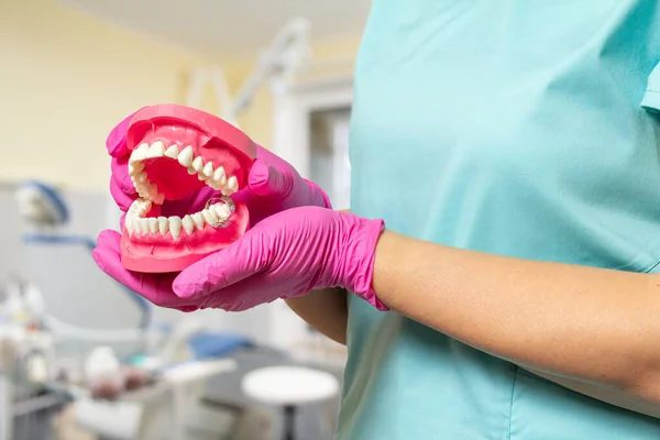 人間の顎のレイアウトとラテックス手袋の歯科医 — ストック写真