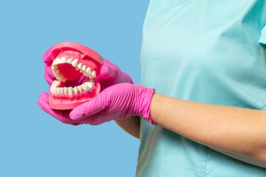 Dentist in latex gloves holding a layout of the human jaw with a dental dam clamp on the blue background..