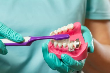 Diş fırçası tutan dişçinin ellerinin yakın plan görüntüsü ve diş barajı kıskacı ile insan çene düzeni.