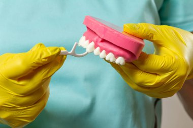 Close-up view of dentist's hands with a human jaw layout and a floss toothpick.