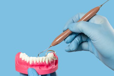 Diş hekiminin ellerinin lateks eldivenlerle yakın plan görüntüsü, insan çenesi yapısı ve diş yenileme aleti. Tıbbi araçlar konsepti.