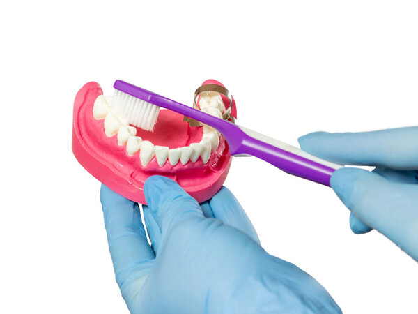 Close-up view of a dentists hand with a human jaw layout and a toothbrush on the white isolated background.
