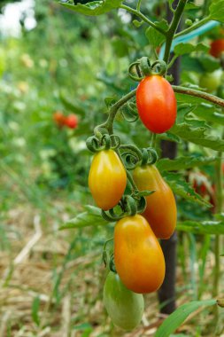 Bahçe yatağında yetişen olgun kırmızı ve uripe domatesler. Serada domatesler. Arka planda toprak olan bir daldaki domatesler. Sığ alan derinliği.
