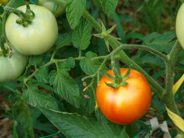 Bahçe yatağında yetişen olgun kırmızı ve uripe domatesler. Serada domatesler. Arka planda toprak olan bir daldaki domatesler. Sığ alan derinliği.