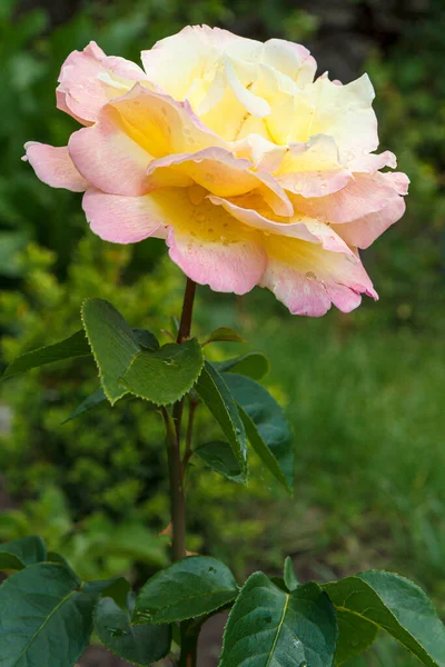Brote Rosa Jardín Con Arbustos Borrosos Fondo Profundidad Superficial Del — Foto de Stock
