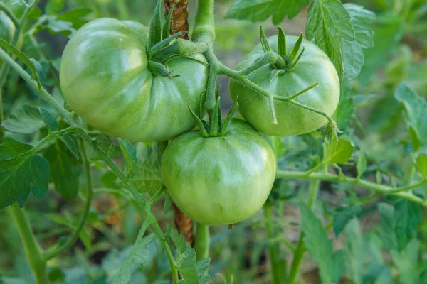 Unreife Grüne Tomaten Wachsen Auf Einem Zweig Garten Tomaten Beet — Stockfoto