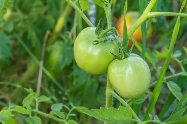Tomates Vertes Non Mûres Poussant Sur Une Branche Dans Jardin — Photo