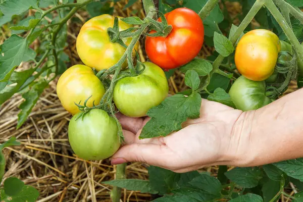 Woman Holding Unripe Tomatoes Growing Branch Garden Tomatoes Garden Bed — Stock Photo, Image