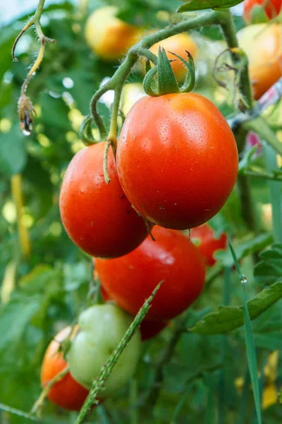 Reife Rote Tomaten Wachsen Auf Dem Gartenbeet Tomaten Gewächshaus Die lizenzfreie Stockfotos