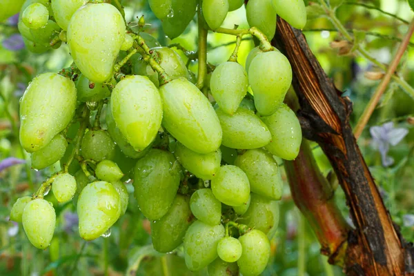 Yaz günü üzüm bağında olgunlaşmamış yeşil üzüm demetleri.
