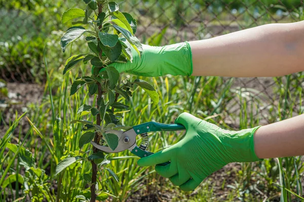 Female farmer looks after the garden. Pruning of fruit trees. Woman in gloves with a pruner shears tips of the apple tree. Garden tools.