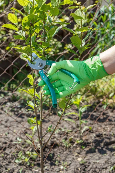 Rolniczka Opiekuje Się Ogrodem Przycinanie Drzew Owocowych Kobieta Rękawiczkach Nożycami — Zdjęcie stockowe