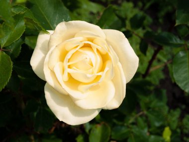 Bahçede yetişen sarı gül tomurcuğu. Üst görünüm.