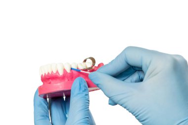 Beyaz izole arkaplanda bir insan çene düzeni ve interdental kürdan fırçası ile dişçinin ellerinin yakın görüntüsü.