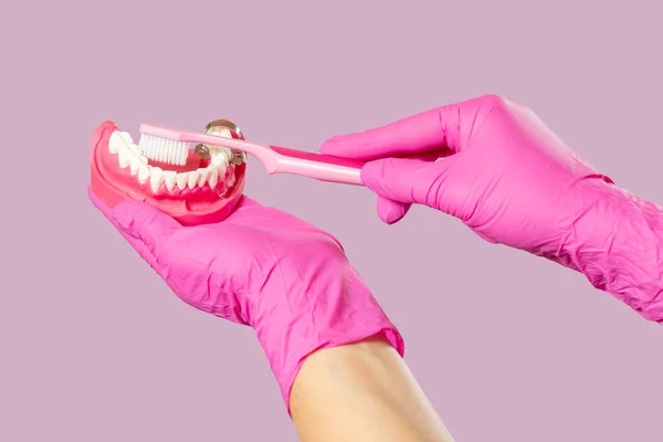 Close-up view of a dentist\'s hand with a human jaw layout and a toothbrush on pink.