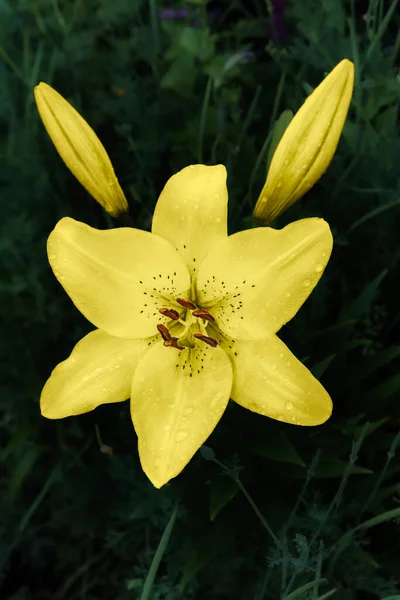 Yellow Lily Flower Summer Garden Blurred Green Background Shallow Depth — Photo