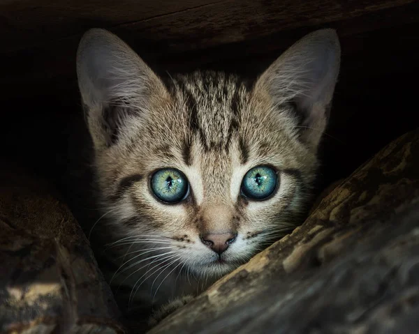 Close Portrait Gray Tabby Kitten Green Eyes Sitting Outdoor Tree — Φωτογραφία Αρχείου