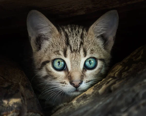 Close Portrait Gray Tabby Kitten Green Eyes Sitting Outdoor Tree — ストック写真