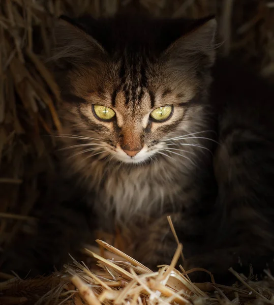 Close Portrait Gray Tabby Kitten Sitting Straw Stack Ray Sun — Stockfoto