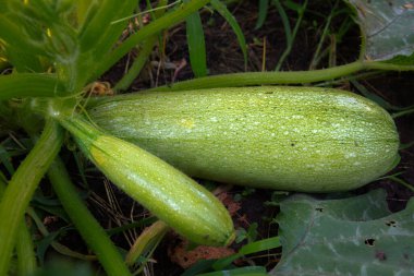 Mature vegetable marrow and a young one growing on the garden bed. Zucchini plant in the summer garden.