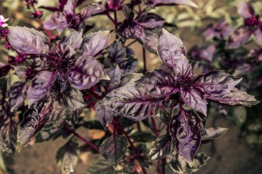 Sığ alan derinliği ile bahçe yatağında fesleğen bitkileri kapatın.