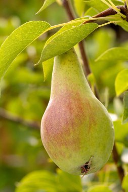 Close-up view of a pear on the tree in summer day with the blurred background. Shallow depth of field.