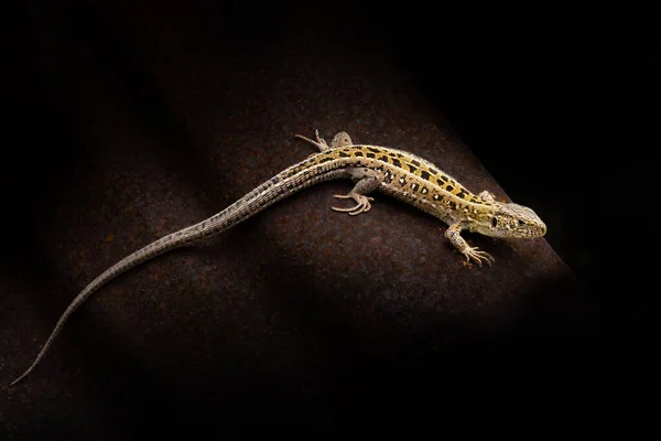 Close Little Lizard Dark Background Top View – stockfoto